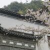 Cherry_Blossom_Trees_and_Huizhou_Style_Architecture
