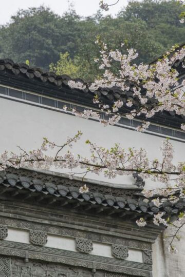 Cherry_Blossom_Trees_and_Huizhou_Style_Architecture