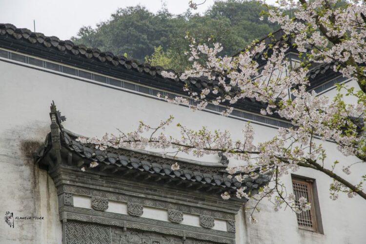 Cherry_Blossom_Trees_and_Huizhou_Style_Architecture