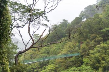 Alishan_Mountain